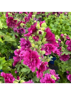 Hollyhock Spring Celebrities Purple