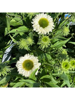 Coneflower Sunseekers White Perfection
