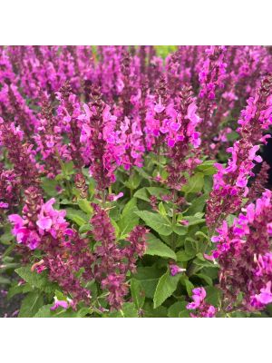 Salvia Rose Marvel