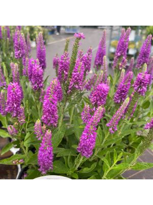 Veronica Purplegum Candles