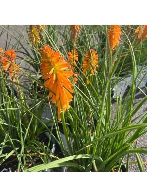 Red Hot Poker Orange Blaze