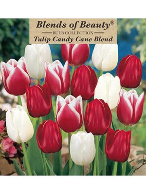 Tulip Candy Cane Blend 12PK