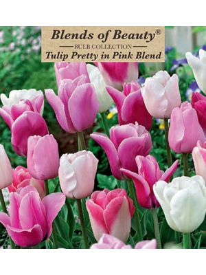 Tulip Pretty in Pink Blend 15PK
