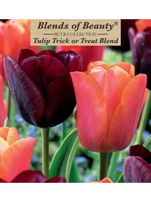 Tulip Trick or Treat Blend 12PK