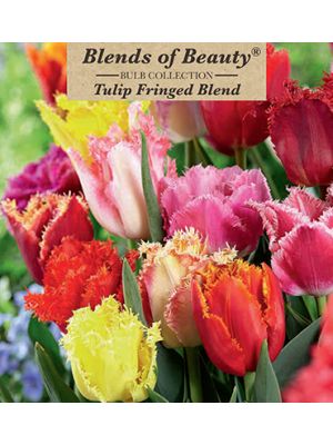 Tulip Fringed Blend 12PK