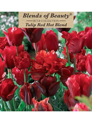 Tulip Hot Blend 12PK