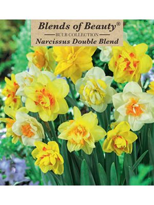 Narcissus Double Blend 14PK
