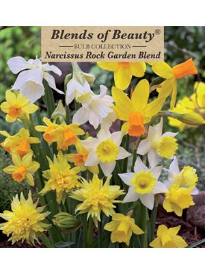 Narcissus Rockgarden Blend 14PK