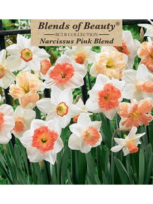 Narcissus Pink Blend 14PK