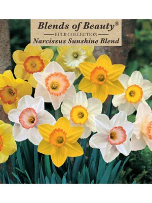 Narcissus Sunshine Blend 14PK