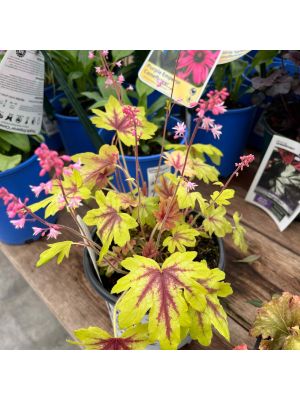 Foamy Bells Fun and Games Eye Spy