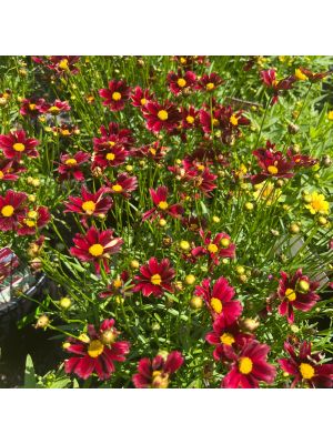 Coreopsis Lil Bang Red Elf