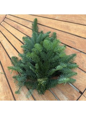 Bough Noble Fir