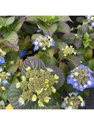 Hydrangea Endless Summer Pop Star