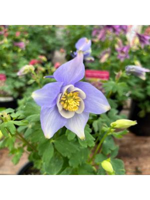 Columbine Earlybird Blue White