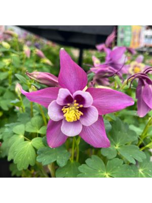 Colombine Earlybird Purple White