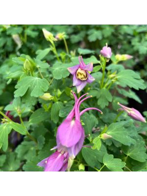 Colombine Earlybird Purple Yellow