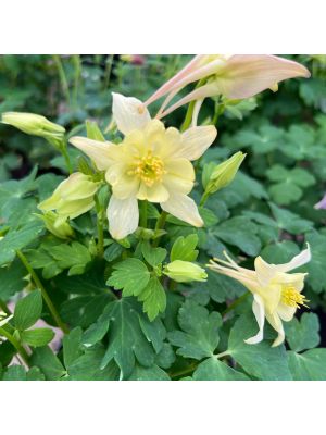 Colombine Earlybird Yellow