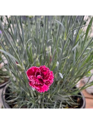 Dianthus Fruit Punch Black Cherry Frost