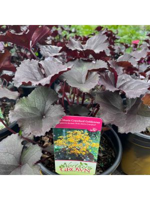 Ligularia Britt Marie Crawford