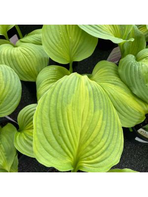 Hosta Avocado