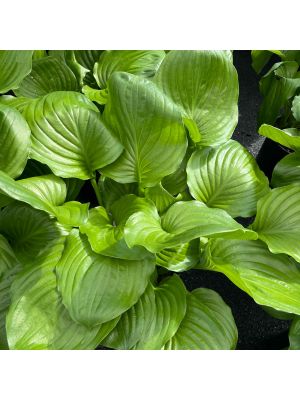 Hosta Royal Crest