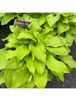Hosta August Moon