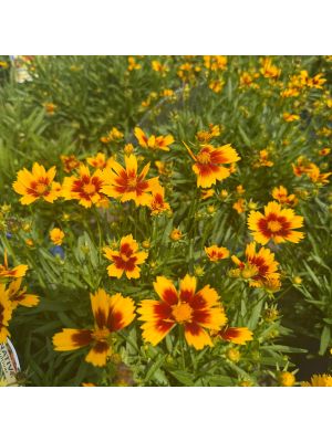 Coreopsis Uptick Gold & Bronze 1 Gallon