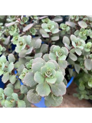 Sedum Blueberry Pie