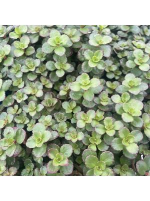 Sedum Rock Candy