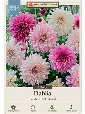 Dahlia Deco Tickled Pink 3PK