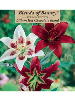 Lily Hot Chocolate 4PK