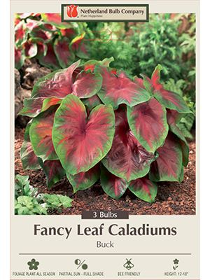 Caladium Buck 3PK