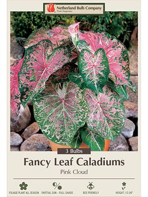 Caladium Pink Cloud 3PK