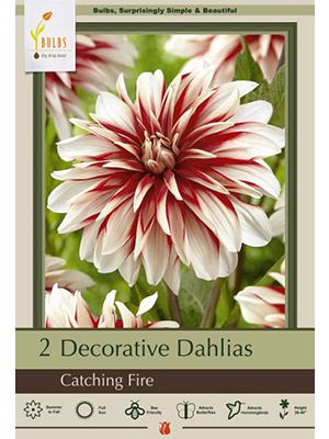 Dahlia Deco Catching Fire 2PK