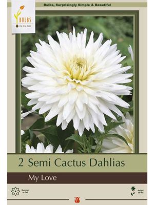 Dahlia My Love 2PK