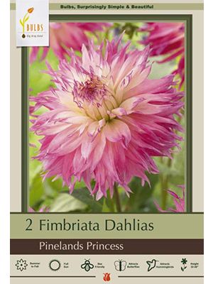 Dahlia Pinelands Princess 2PK