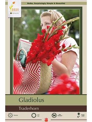 Gladiolus Traderhorn 10PK