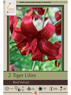 Lilium Red Velvet 2PK