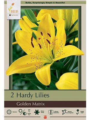 Lilium Golden Matrix 2PK