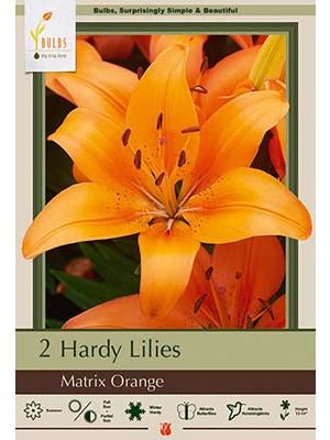 Lilium  Martrix Orange 2PK
