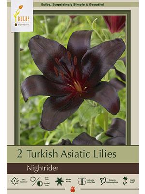 Lilium Turkish Nightrider 2PK