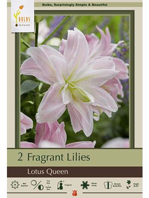 Lilium Oriental Lotus Queen 2Pk