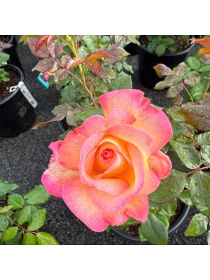 Rose Hybrid Tea Enchanted Peace