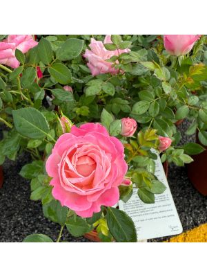Rose Mini  Pink Sunblaze