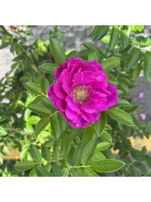 Rose Rugosa Purple Pavement
