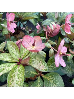 Lenten Rose Anna's Red