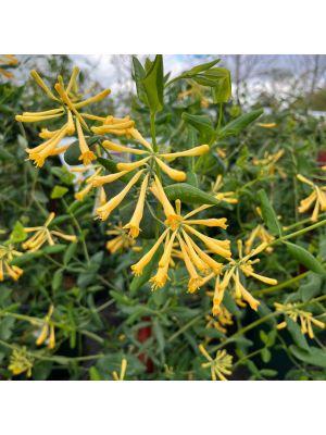 Honeysuckle John Clayton