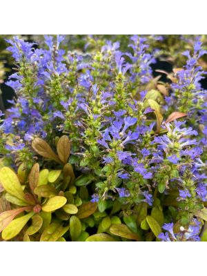Ajuga Feathered Friends Fancy Finch
