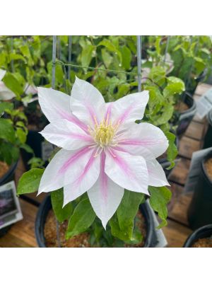 Clematis Andromeda